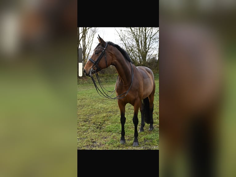 Weitere Warmblüter Stute 11 Jahre 173 cm Brauner in Karlsfeld