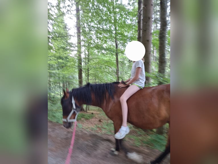 Weitere Warmblüter Stute 12 Jahre 148 cm Brauner in Sirnitz Weitere Warmblüter Stute 12 Jahre 148 cm Brauner in Sirnitz
