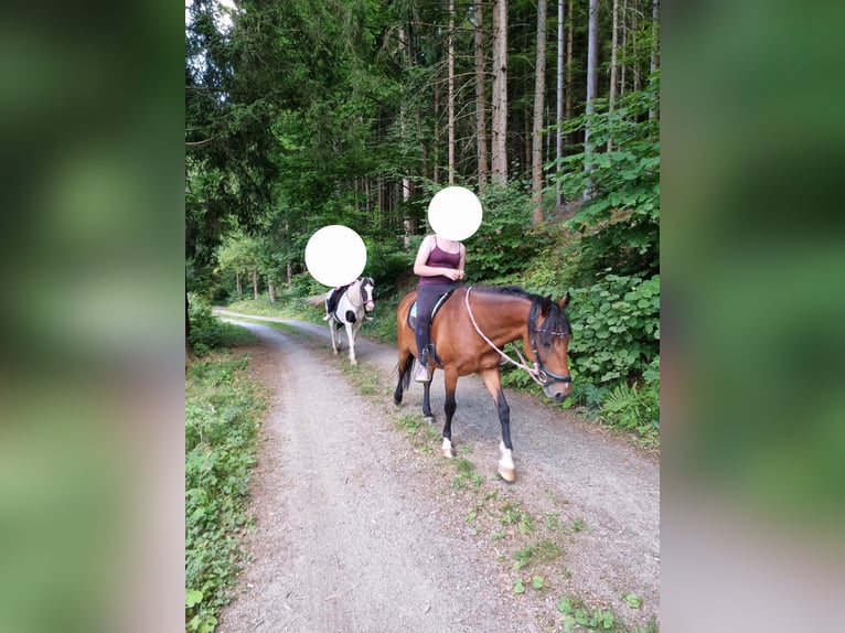 Weitere Warmblüter Stute 12 Jahre 148 cm Brauner in Sirnitz Weitere Warmblüter Stute 12 Jahre 148 cm Brauner in Sirnitz