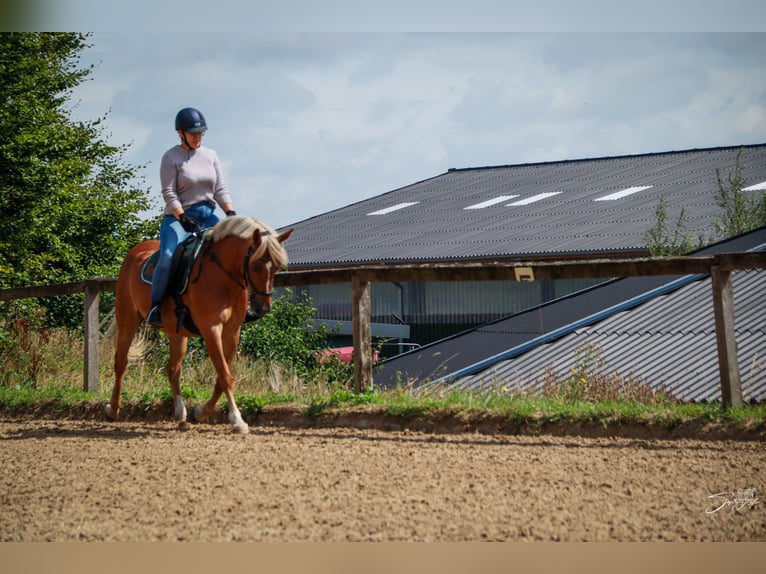 Weitere Warmblüter Mix Stute 12 Jahre 148 cm Fuchs in Wuppertal