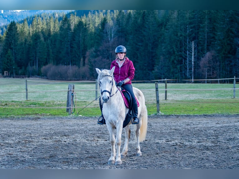 Weitere Warmblüter Stute 12 Jahre 148 cm Schimmel in Glödnitz