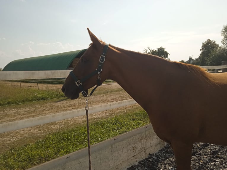 Weitere Warmblüter Stute 12 Jahre 150 cm Fuchs in Genderkingen