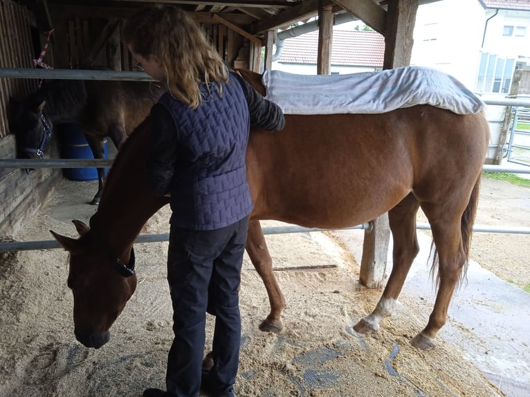 Weitere Warmblüter Stute 12 Jahre 150 cm Fuchs in Genderkingen