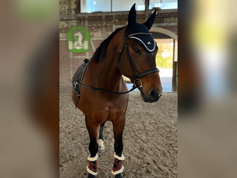Weitere Warmblüter Mix Stute 12 Jahre 155 cm Brauner in Babenhausen