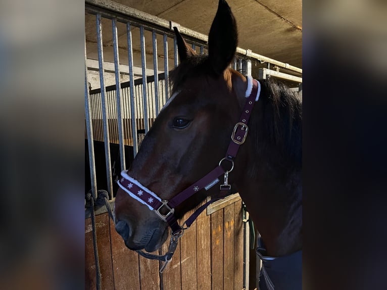 Weitere Warmblüter Mix Stute 12 Jahre 155 cm Brauner in Babenhausen