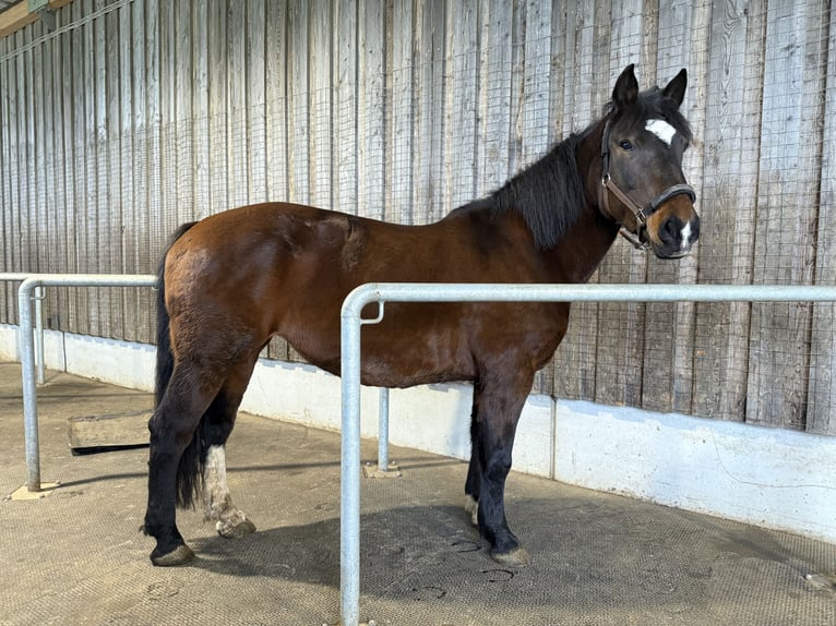 Weitere Warmblüter Mix Stute 12 Jahre 155 cm Brauner in Weihungszell