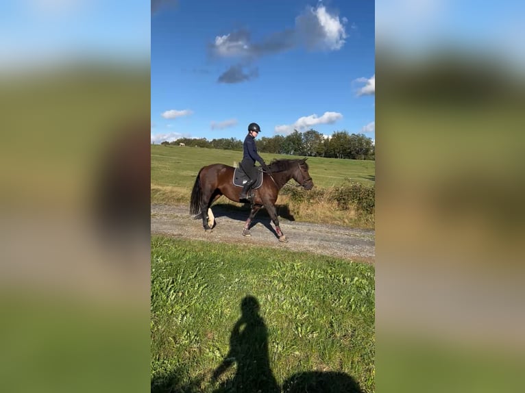 Weitere Warmblüter Mix Stute 12 Jahre 155 cm Brauner in Weihungszell