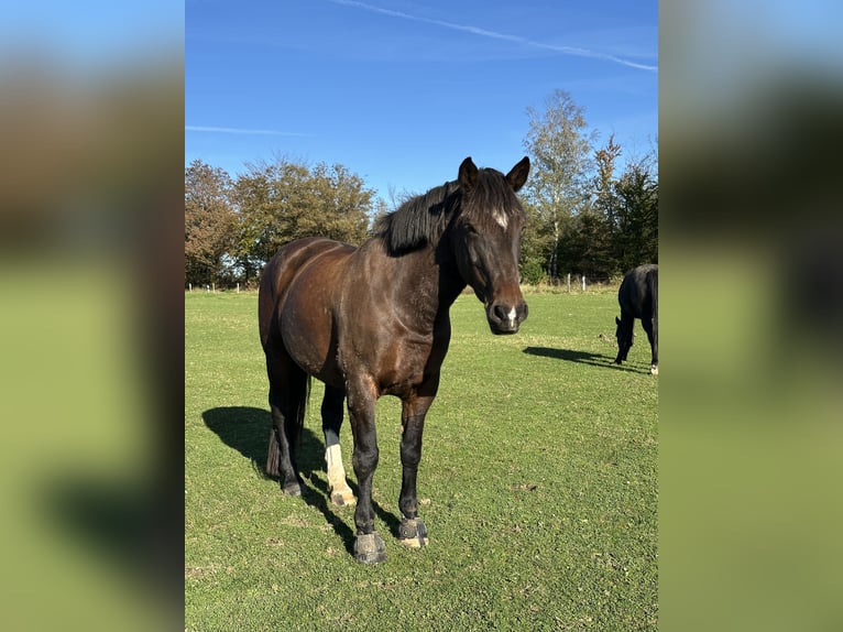 Weitere Warmblüter Mix Stute 12 Jahre 155 cm Brauner in Weihungszell