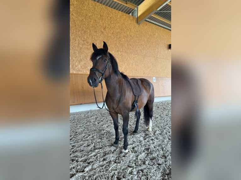 Weitere Warmblüter Mix Stute 12 Jahre 155 cm Brauner in Weihungszell