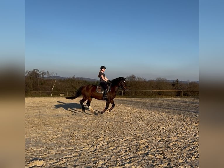 Weitere Warmblüter Mix Stute 12 Jahre 155 cm Brauner in Weihungszell