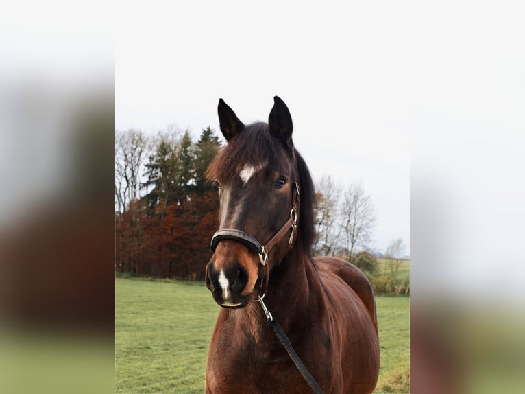 Weitere Warmblüter Mix Stute 12 Jahre 155 cm Brauner in Weihungszell