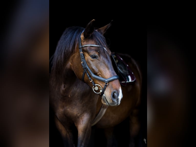 Weitere Warmblüter Stute 12 Jahre 158 cm Dunkelbrauner in Płonna