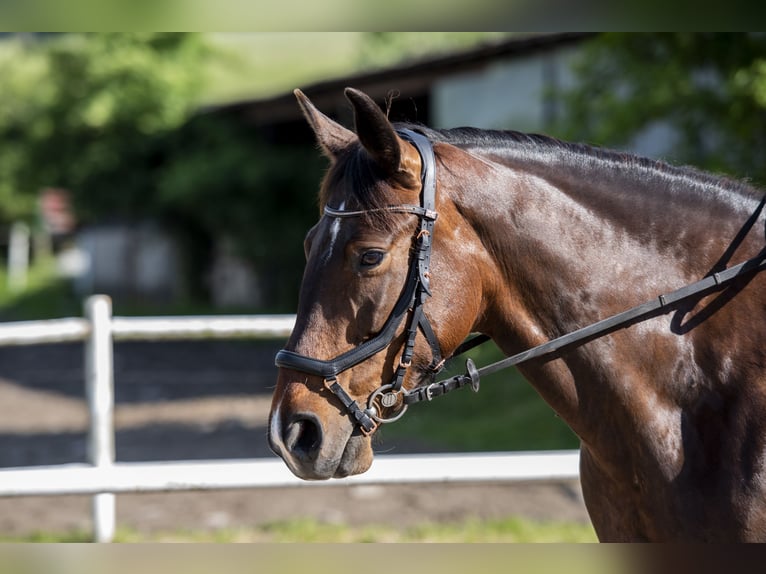 Weitere Warmblüter Stute 12 Jahre 158 cm Dunkelbrauner in Płonna