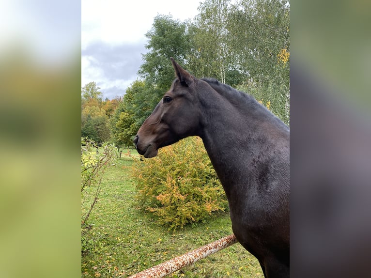 Weitere Warmblüter Stute 12 Jahre 158 cm Dunkelbrauner in Płonna