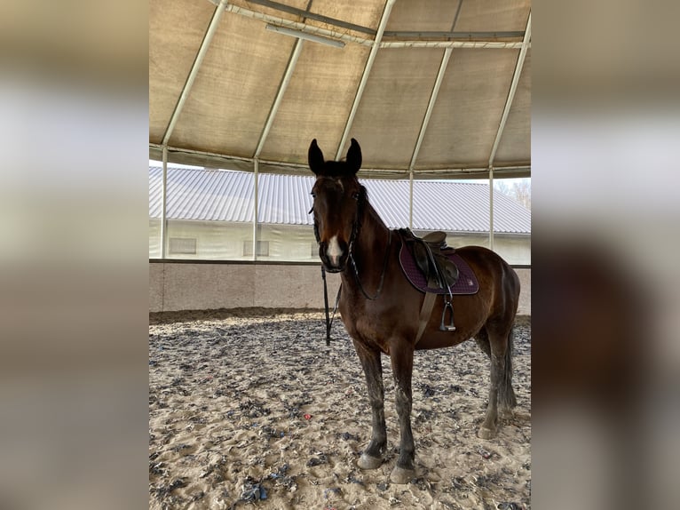Weitere Warmblüter Stute 12 Jahre 158 cm Dunkelbrauner in Płonna