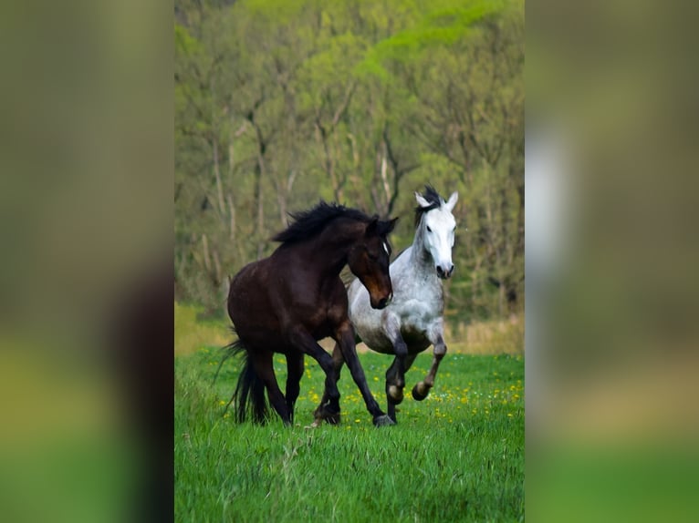 Weitere Warmblüter Stute 12 Jahre 158 cm Dunkelbrauner in Płonna