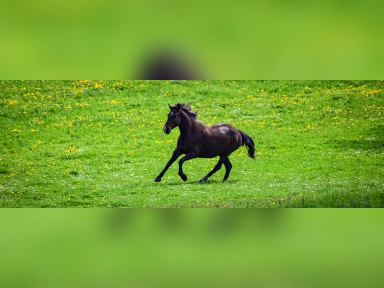Weitere Warmblüter Stute 12 Jahre 158 cm Dunkelbrauner in Płonna