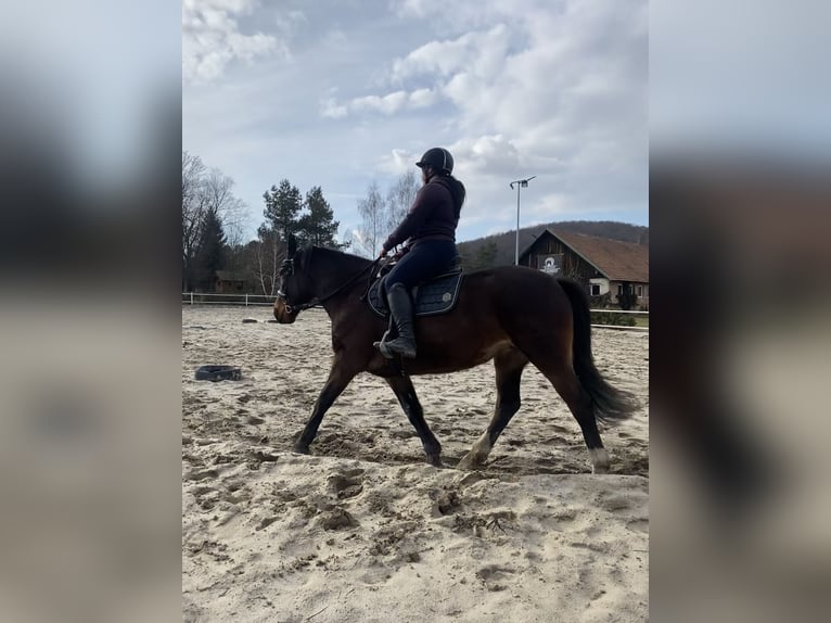 Weitere Warmblüter Stute 12 Jahre 158 cm Dunkelbrauner in Płonna