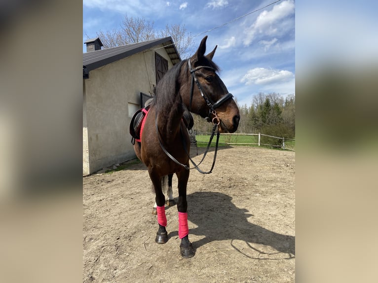 Weitere Warmblüter Stute 12 Jahre 158 cm Dunkelbrauner in Płonna