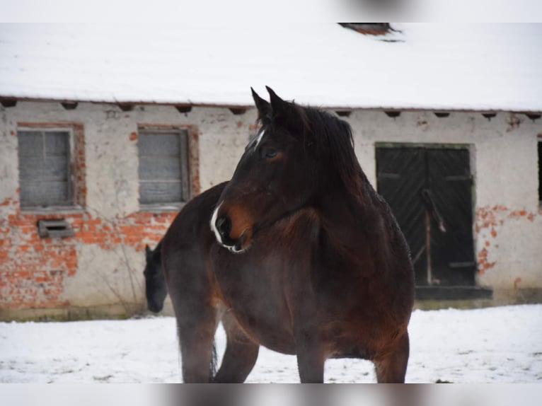 Weitere Warmblüter Stute 12 Jahre 158 cm Dunkelbrauner in Płonna