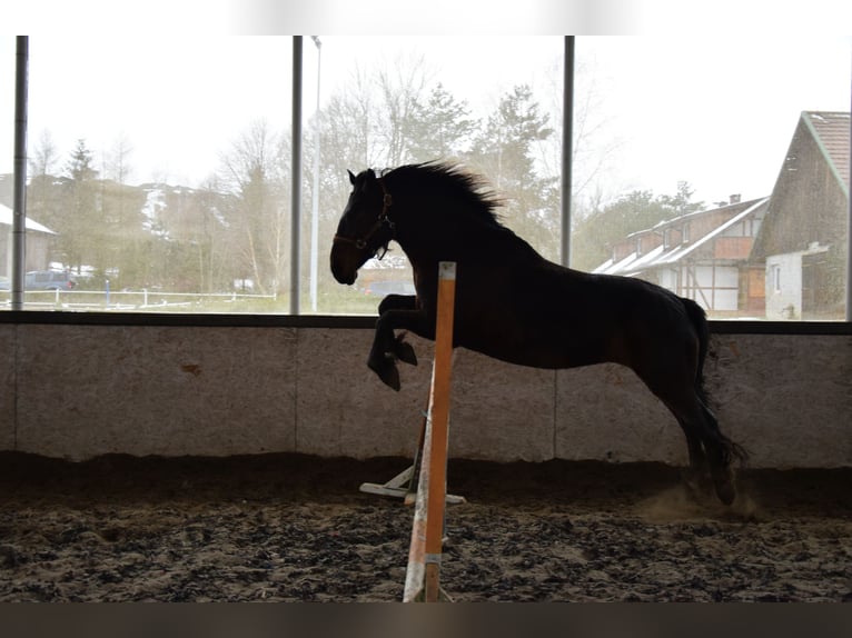Weitere Warmblüter Stute 12 Jahre 158 cm Dunkelbrauner in Płonna
