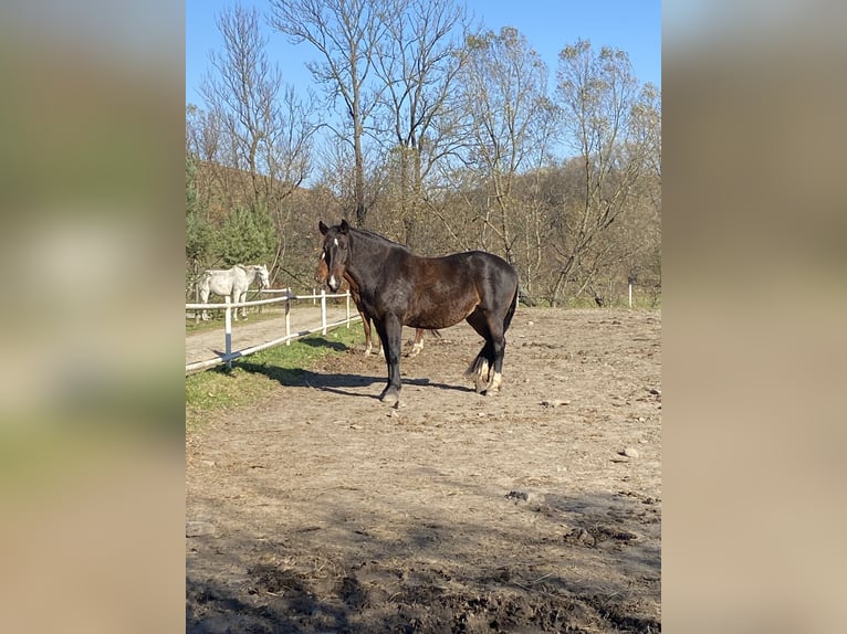 Weitere Warmblüter Stute 12 Jahre 158 cm Dunkelbrauner in Płonna