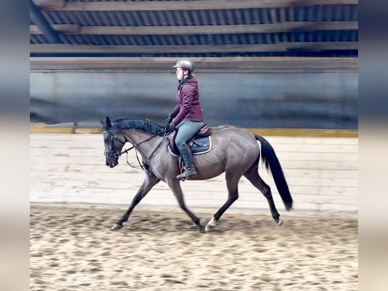 Weitere Warmblüter Stute 12 Jahre 158 cm Rappe in Pelmberg
