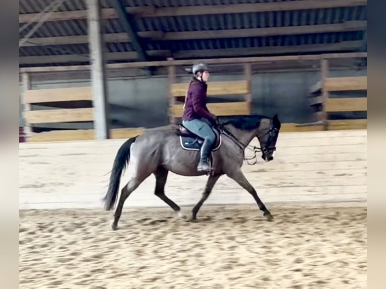 Weitere Warmblüter Stute 12 Jahre 158 cm Rappe in Pelmberg