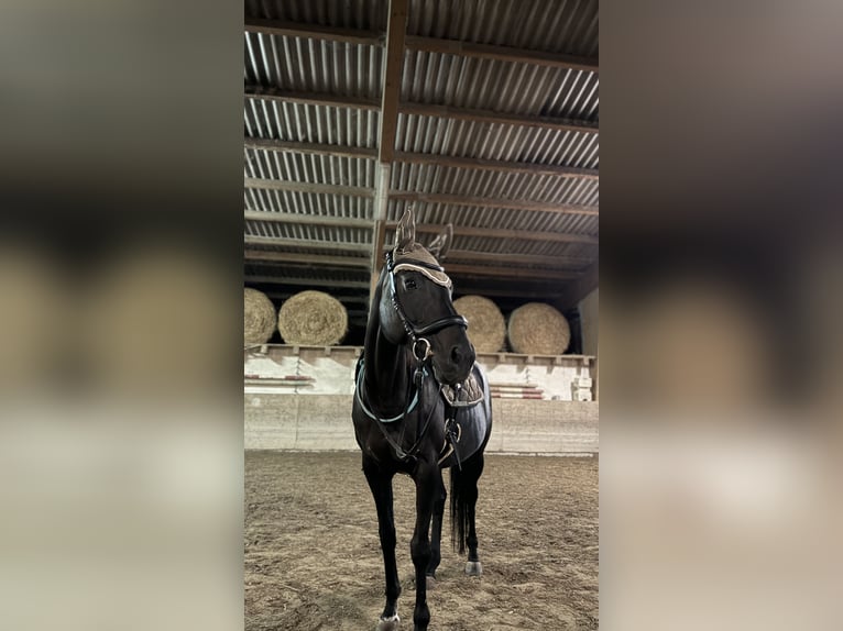 Weitere Warmblüter Stute 12 Jahre 163 cm Dunkelbrauner in Neuenburg am Rhein