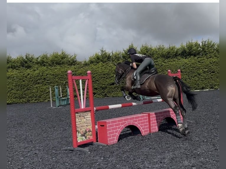 Weitere Warmblüter Stute 12 Jahre 163 cm Rappe in Somerset