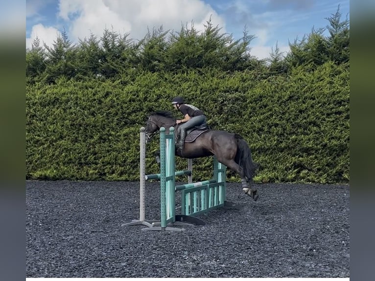 Weitere Warmblüter Stute 12 Jahre 163 cm Rappe in Somerset