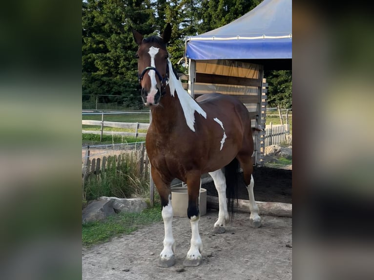 Weitere Warmblüter Mix Stute 12 Jahre 163 cm Schecke in Ins
