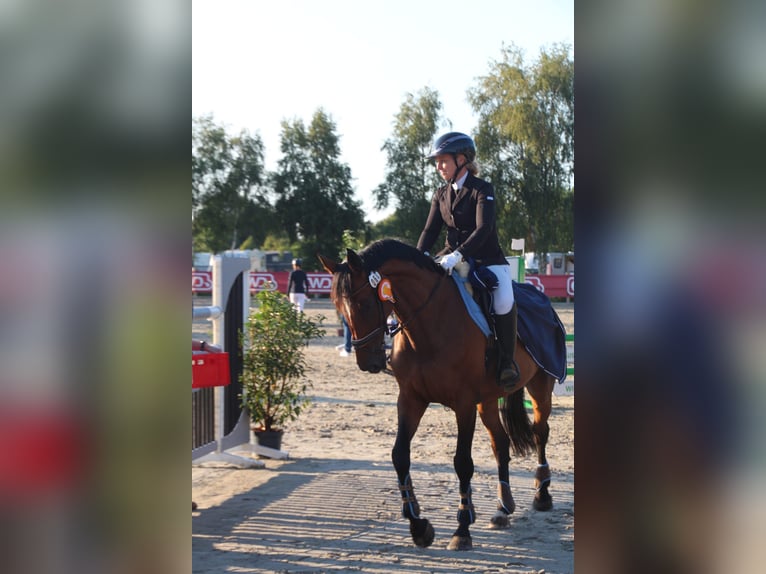 Weitere Warmblüter Stute 12 Jahre 165 cm Brauner in Leer (Ostfriesland)