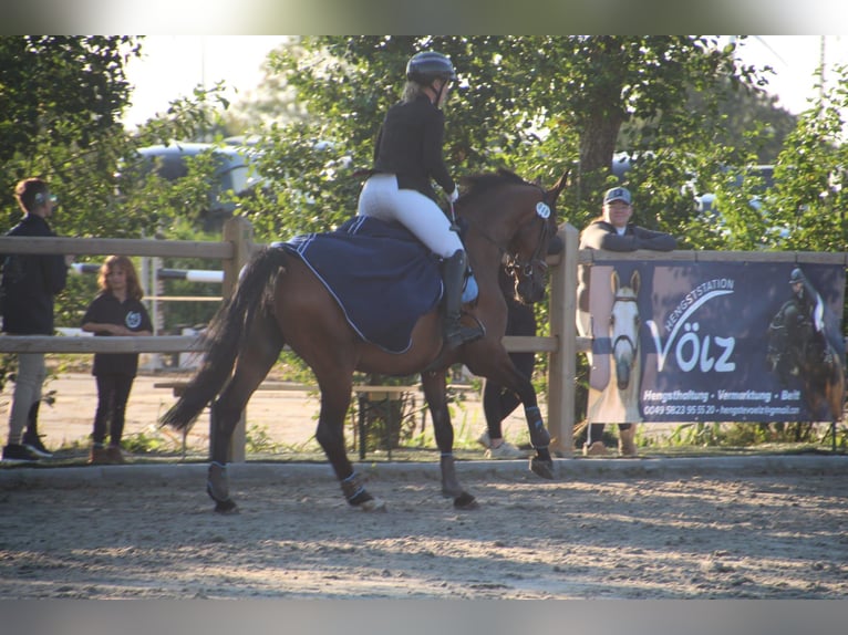 Weitere Warmblüter Stute 12 Jahre 165 cm Brauner in Leer (Ostfriesland)