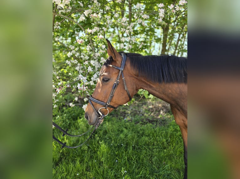 Weitere Warmblüter Stute 12 Jahre 165 cm Brauner in Stammham