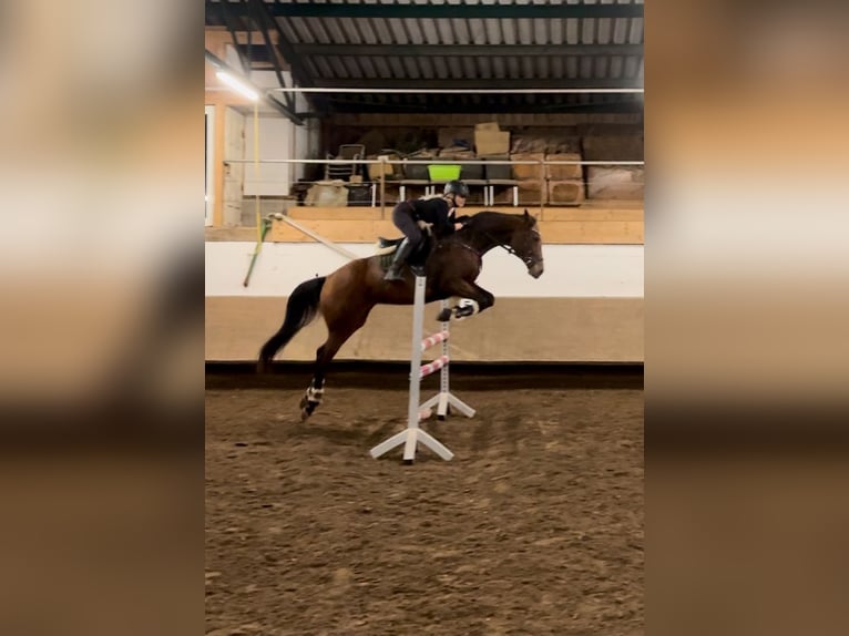 Weitere Warmblüter Stute 12 Jahre 165 cm Brauner in Stammham