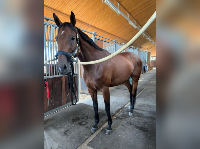 Weitere Warmblüter Stute 12 Jahre 165 cm Brauner in Stammham