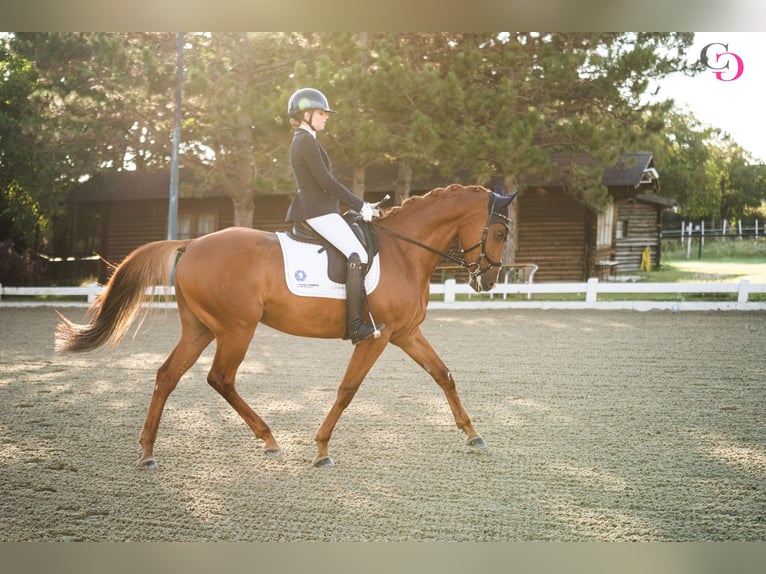 Weitere Warmblüter Mix Stute 12 Jahre 166 cm Fuchs in Kaltenleutgeben