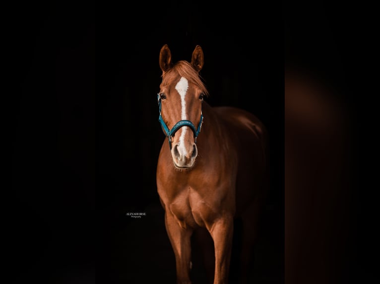 Weitere Warmblüter Mix Stute 12 Jahre 166 cm Fuchs in Kaltenleutgeben