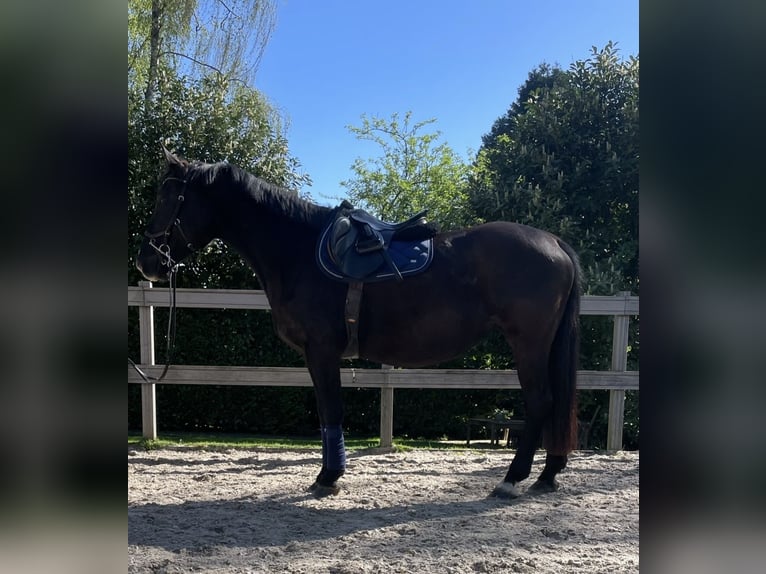 Weitere Warmblüter Stute 12 Jahre 167 cm Rappe in Borod