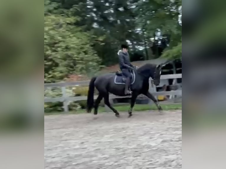 Weitere Warmblüter Stute 12 Jahre 167 cm Rappe in Borod