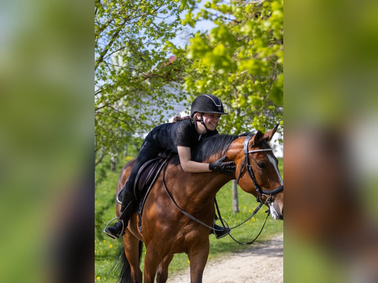 Weitere Warmblüter Stute 12 Jahre 170 cm Brauner in Tragwein