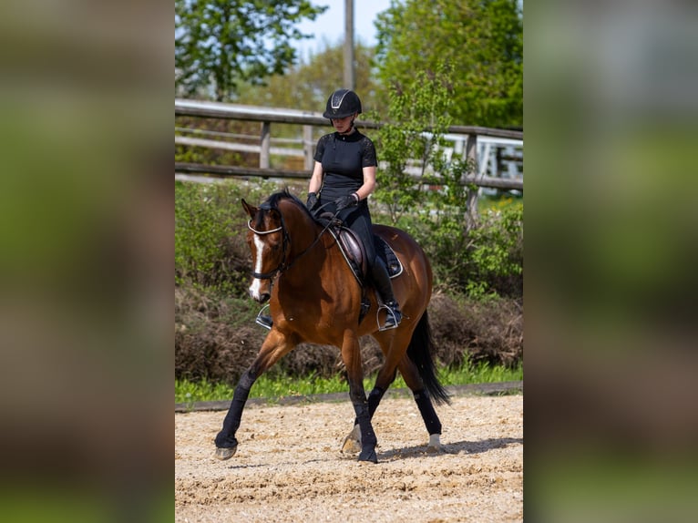 Weitere Warmblüter Stute 12 Jahre 170 cm Brauner in Tragwein