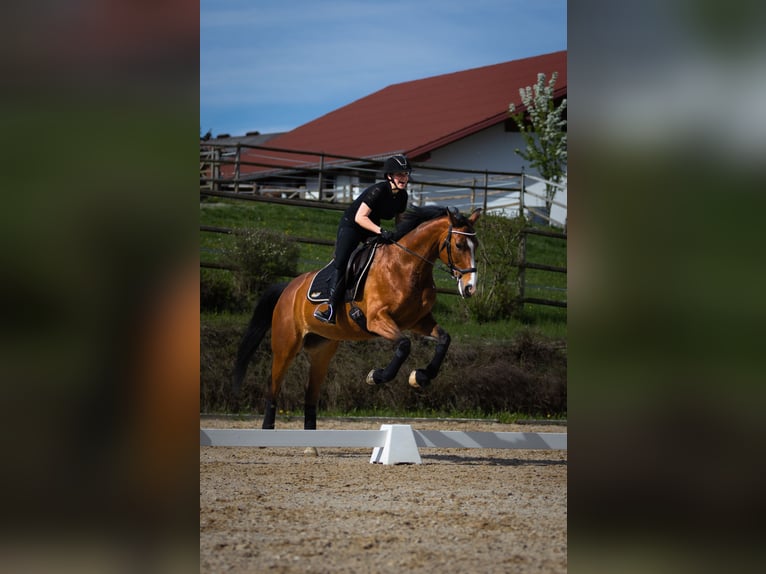 Weitere Warmblüter Stute 12 Jahre 170 cm Brauner in Tragwein