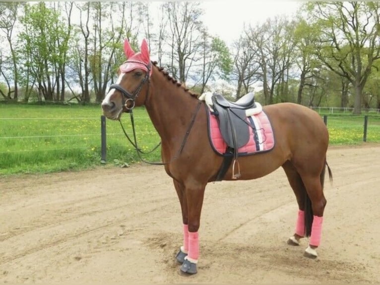 Weitere Warmblüter Stute 12 Jahre 170 cm Fuchs in Wesel