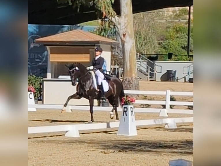 Weitere Warmblüter Stute 12 Jahre 170 cm Rappe in San Marcos