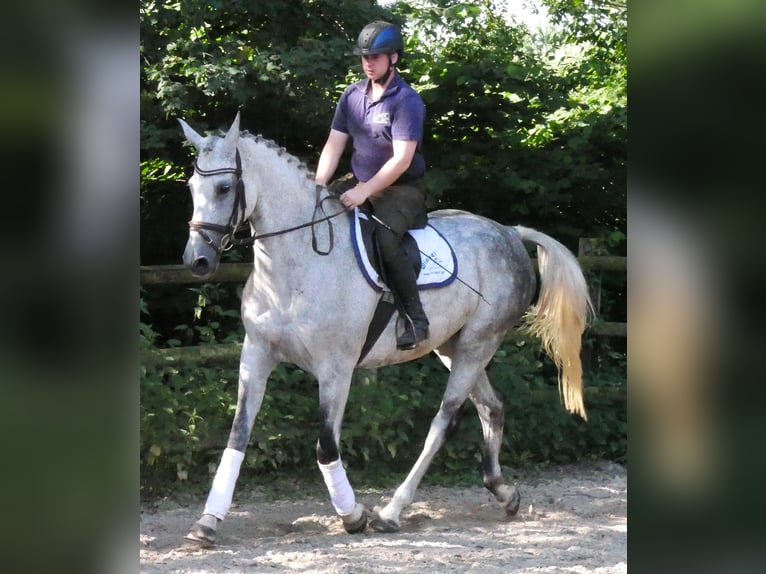 Weitere Warmblüter Stute 12 Jahre Apfelschimmel in Dorsten