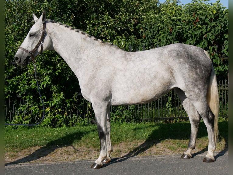 Weitere Warmblüter Stute 12 Jahre Apfelschimmel in Dorsten