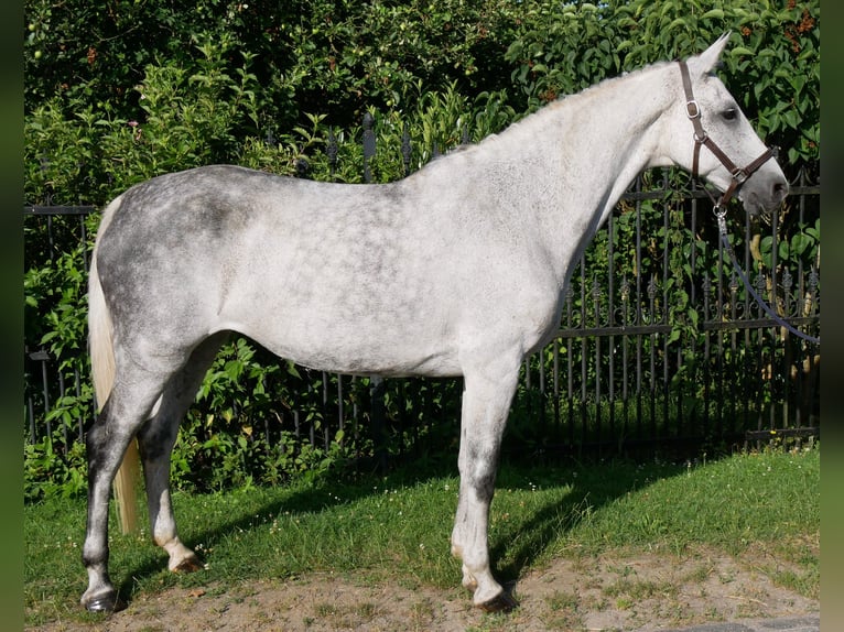 Weitere Warmblüter Stute 12 Jahre Apfelschimmel in Dorsten