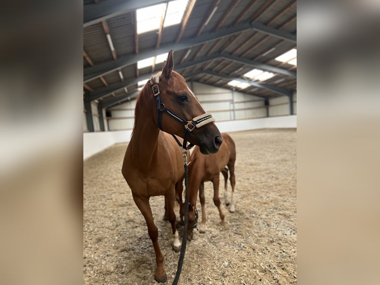Weitere Warmblüter Stute 12 Jahre Fuchs in Deutsch Wagram